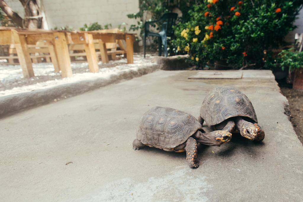 La Tortuga Hostel タガンガ エクステリア 写真